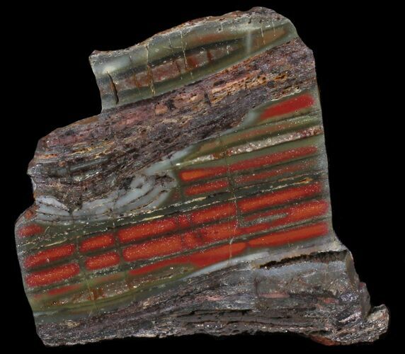 Stromatolite Slice - Pilbara, Australia ( Billion Years) #39046